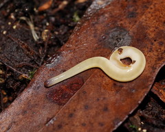 Argonemertes australiensis