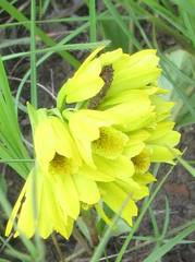 Eulophia leontoglossa