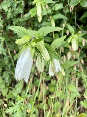 Campanula punctata punctata
