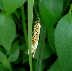 Nyctemera carissima