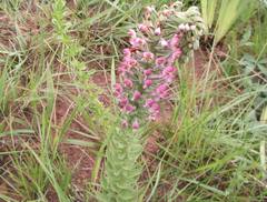Brachycorythis pubescens