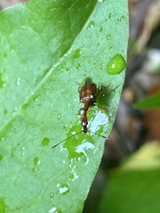 Paratrachelophorus longicornis