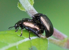 Phratora vitellinae