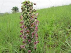 Brachycorythis pubescens