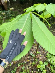 Aesculus turbinata