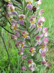Brachycorythis pubescens