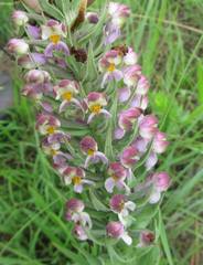 Brachycorythis pubescens