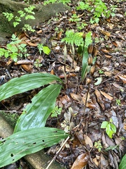 Cremastra appendiculata variabilis