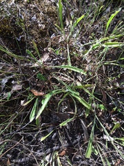 Plantago varia
