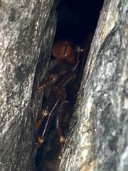 Pachygrapsus crassipes