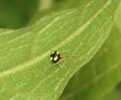 Theridula gonygaster