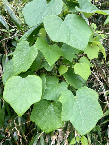 Sinomenium acutum, photograph 5