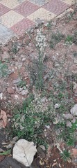 Erigeron bonariensis