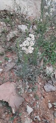 Erigeron bonariensis