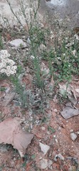 Erigeron bonariensis