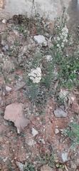 Erigeron bonariensis