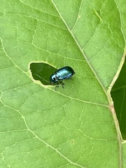 Cryptocephalus hyacinthinus