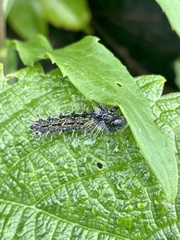 Vanessa indica indica