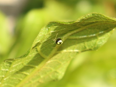 Theridula gonygaster