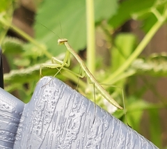 Tenodera sinensis