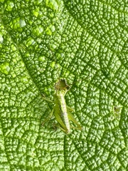 Tettigonia orientalis