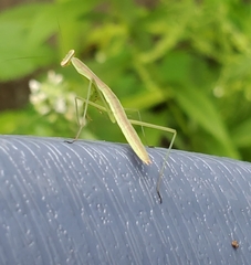 Tenodera sinensis