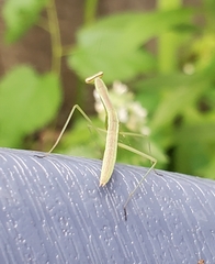 Tenodera sinensis
