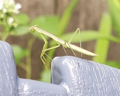 Tenodera sinensis