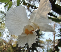 Dendrobium infundibulum