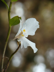 Dendrobium infundibulum