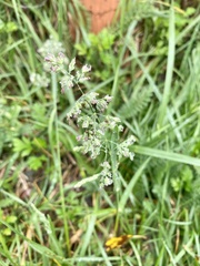 Poa pratensis pratensis