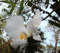 Dendrobium infundibulum