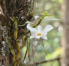 Dendrobium infundibulum