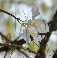 Dendrobium infundibulum