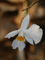 Dendrobium infundibulum
