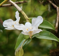 Dendrobium infundibulum