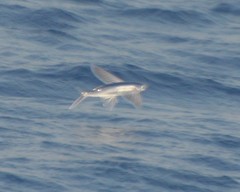 Cheilopogon melanurus