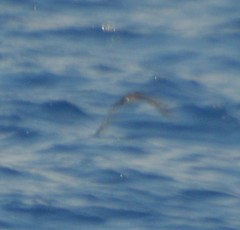 Puffinus lherminieri