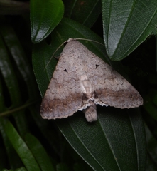 Pandesma quenavadi