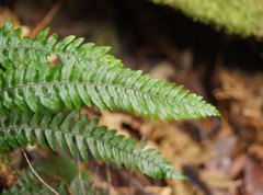 Blechnum chambersii