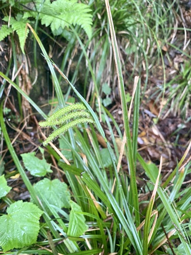 Carex flabellata iNat (1)