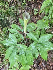 Arisaema japonicum