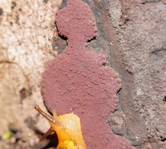 Hypoxylon rubiginosum