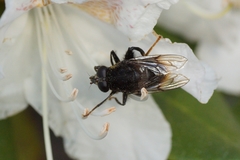 Criorhina ranunculi