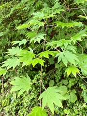 Acer japonicum
