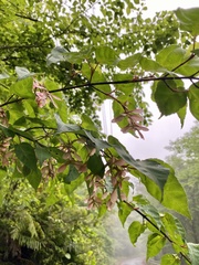 Acer crataegifolium