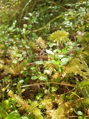 Gonocarpus aggregatus