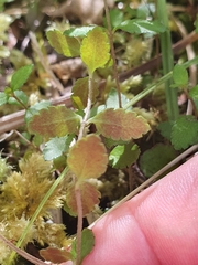 Gonocarpus aggregatus