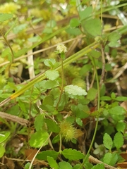 Gonocarpus aggregatus