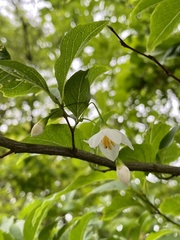 Styrax japonicus